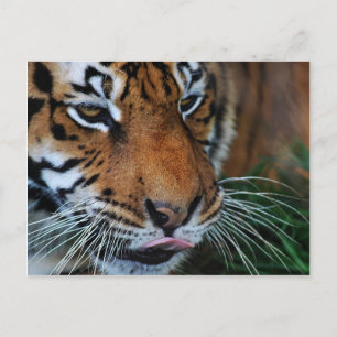 Tijger die zijn lippen likt briefkaart