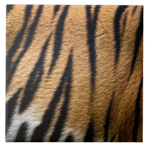 tijger dier huid bont textuur natuur strepen patro tegeltje