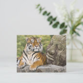 Tijger en boeddhistische tempel briefkaart (Staand voorkant)