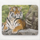 Tijger en boeddhistische tempel