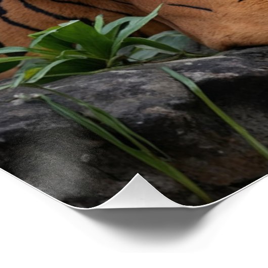 Tijger en tempel perfect poster (Hoek)