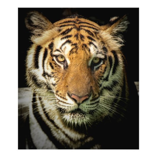 tijger foto afdruk (Voorkant)