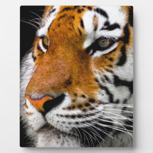 tijger fotoplaat