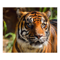 Tijger Gezicht