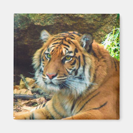 Tijger Gezicht Magneet (Voorkant)