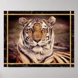 Tijger Grote Kat Foto Afbeelding Print Poster
