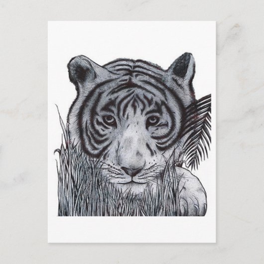 Tijger in de gras briefkaart (Voorkant)