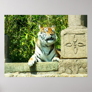 Tijger in de tempel poster