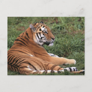 tijger in het gras Briefkaart