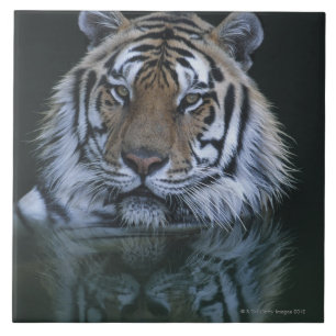 tijger in water tegeltje