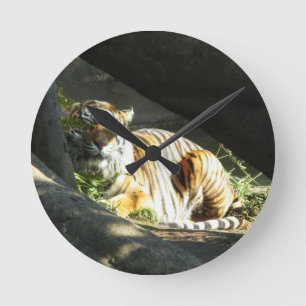 Tijger Katnap Ronde Klok