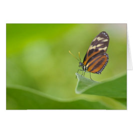 tijger langwerpvlinder