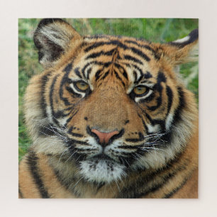 tijger legpuzzel