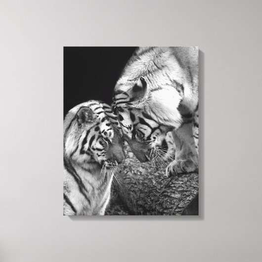 Tijger Liefde Foto op Canvas Wrap (Voorkant)