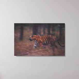 Tijger loopt door bos canvas afdruk
