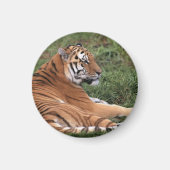 Tijger Luierende Magneet (Voorkant)