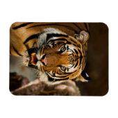tijger magneet (Horizontaal)