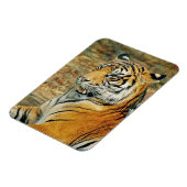 tijger magneet (Linkerzijde)