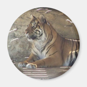 tijger magneet