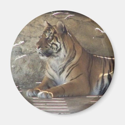 tijger magneet (Voorkant)