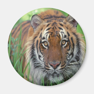 tijger magneet