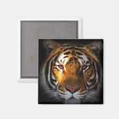tijger magneet (Voorkant / Achterkant)