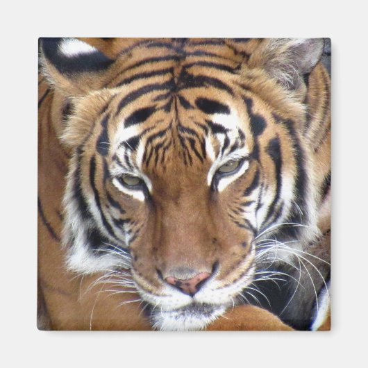 Tijger - Magnet Magneet (Voorkant)