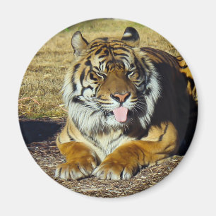 Tijger met "tude Magnet Magneet