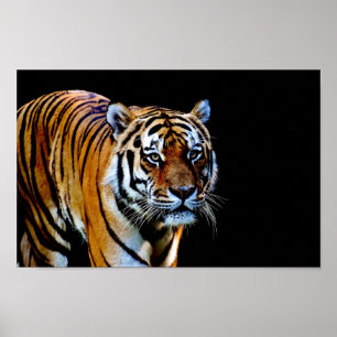 Tijger met zwarte achtergrond poster