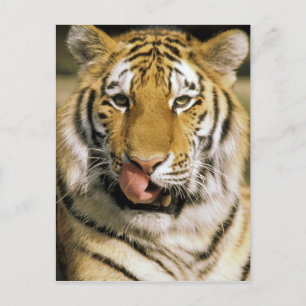 Tijger Michigan Zoo Briefkaart