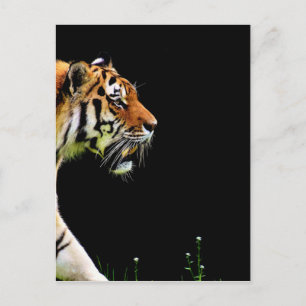 Tijger nadert - Wild Animal kunstwerk Briefkaart