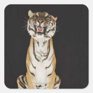 Tijger op het platform vierkante sticker
