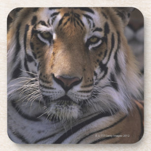 Tijger (Panthera tigris), afgesloten kop; Bier Onderzetter