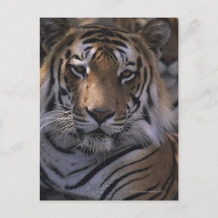 Tijger (Panthera tigris), afgesloten kop; Briefkaart