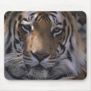 Tijger (Panthera tigris), afgesloten kop; Muismat