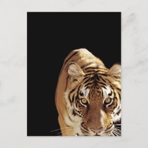 Tijger (Panthera tigris) Briefkaart