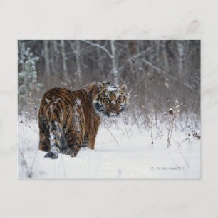 Tijger (Panthera tigris) die diep in de sneeuw sta Briefkaart
