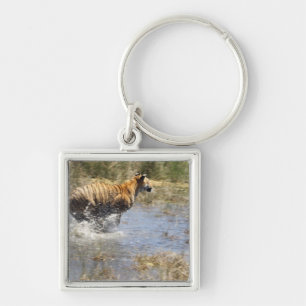 Tijger (Panthera tigris) die door water loopt. Sleutelhanger