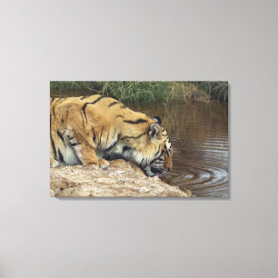 tijger (Panthera tigris) die water uit een Canvas Afdruk