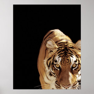Tijger (Panthera tigris) Poster