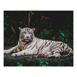 tijger perfect poster