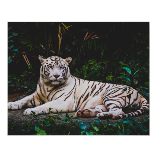 tijger perfect poster (Voorkant)