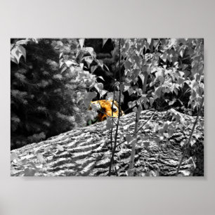 Tijger Piep Poster 7x5