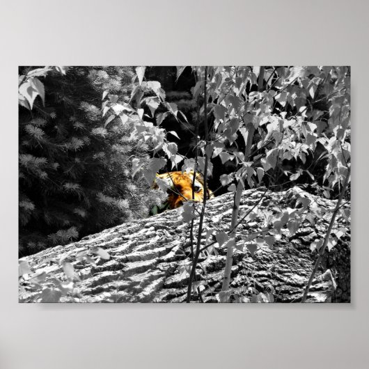 Tijger Piep Poster 7x5 (Voorkant)