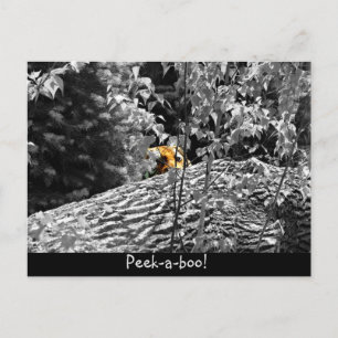 Tijger Piep-uit Ansichtkaart Briefkaart