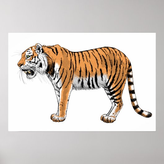 Tijger Poster (Voorkant)