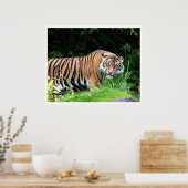 tijger poster (Keuken)