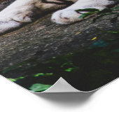 tijger poster (Hoek)