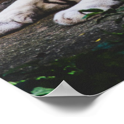 tijger poster (Hoek)