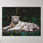 tijger poster (Voorkant)